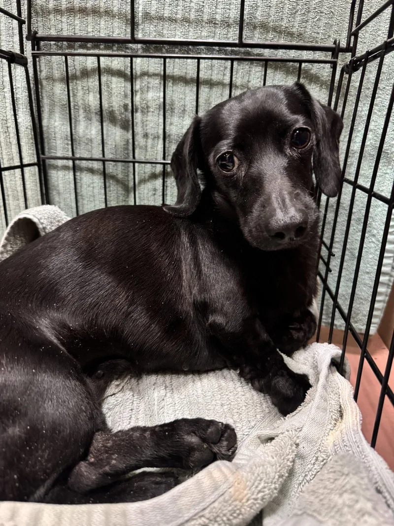 A young small-sized female Dachshund dog named Pearl for adoption in West Columbia, SC