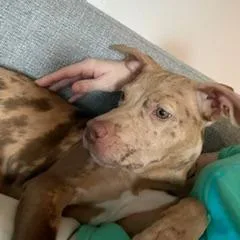 A young medium-sized female Red / Chestnut / Orange Catahoula Leopard Dog dog named Gillian D for adoption in Minnetonka, MN