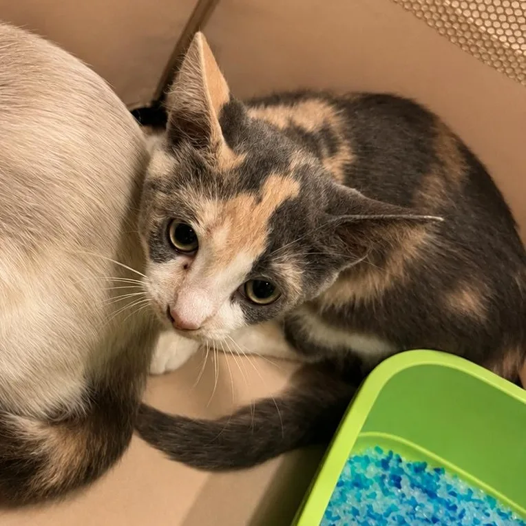A baby large-sized female Dilute Calico Domestic Short Hair cat named Sherbertini for adoption in Santa Ana, CA