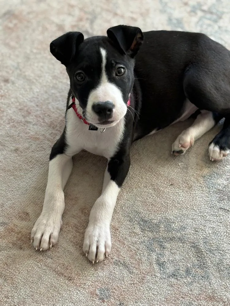 Chestnut thumbnail 2