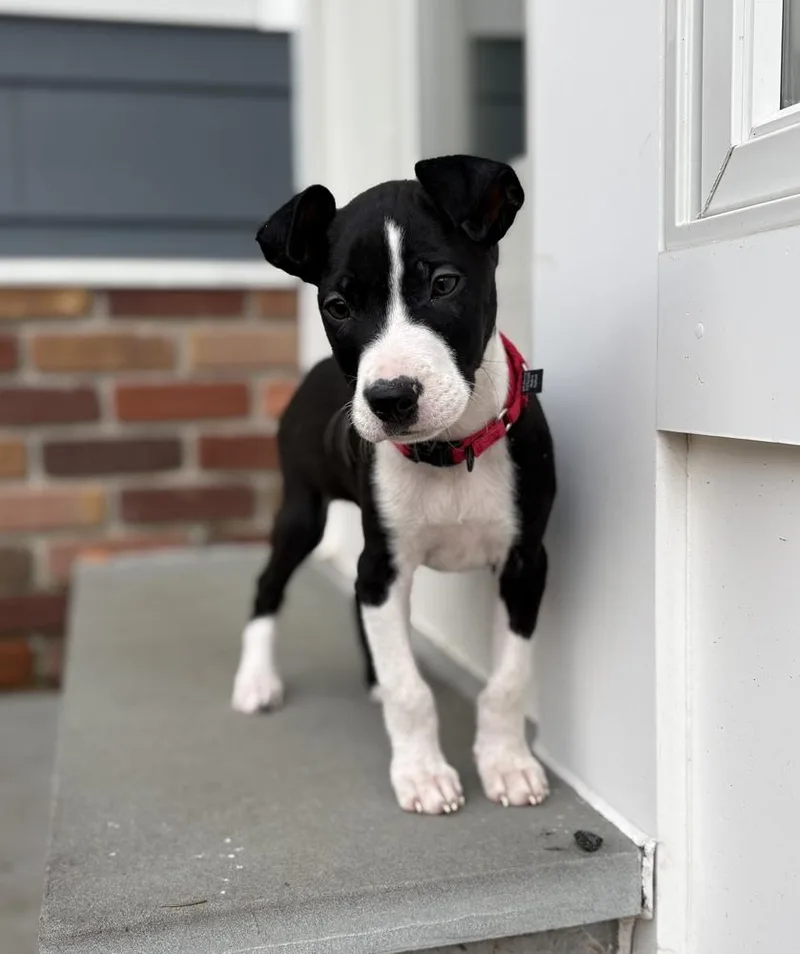 Chestnut thumbnail 3