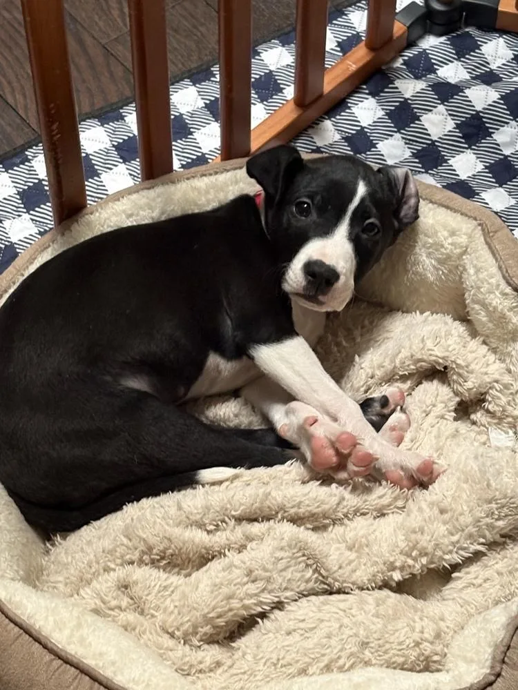 Chestnut thumbnail 4