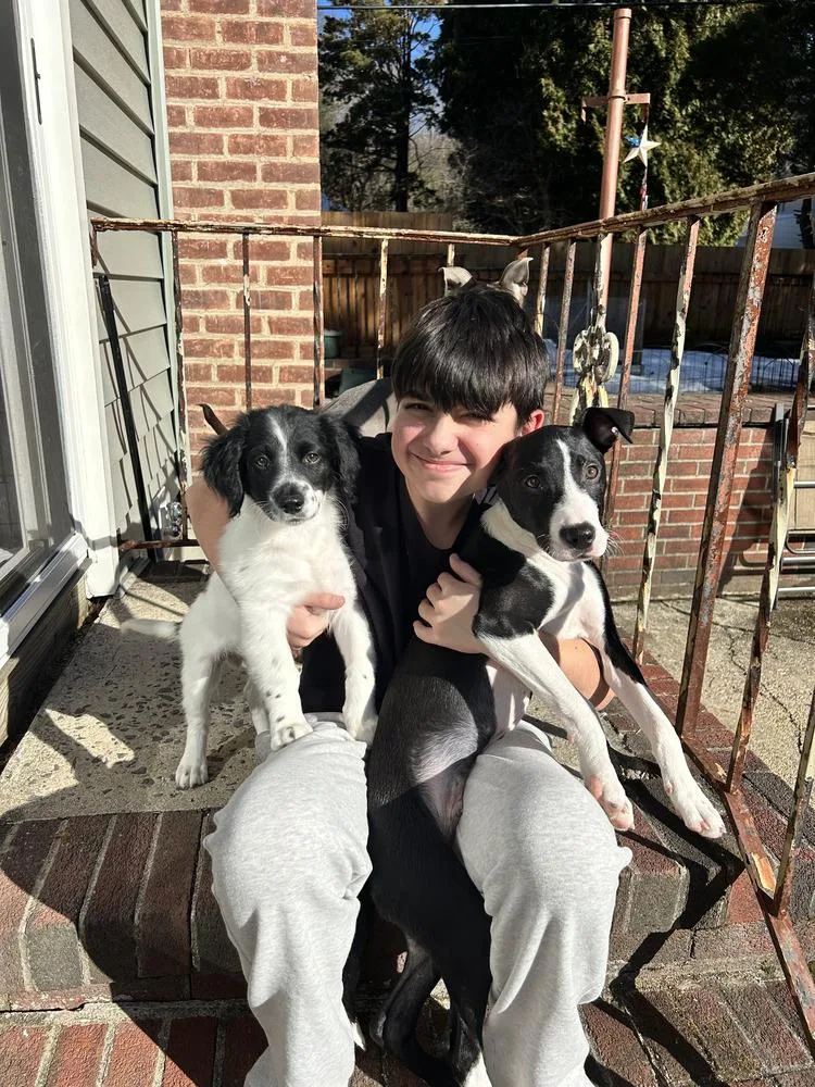 Chestnut thumbnail 5