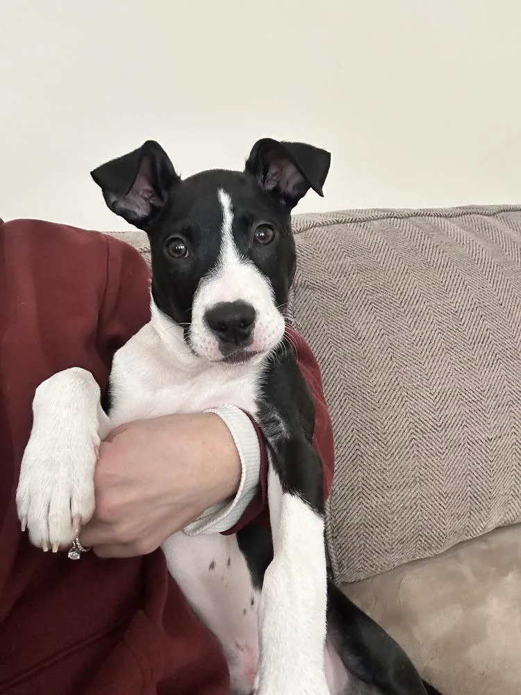 Chestnut thumbnail 6