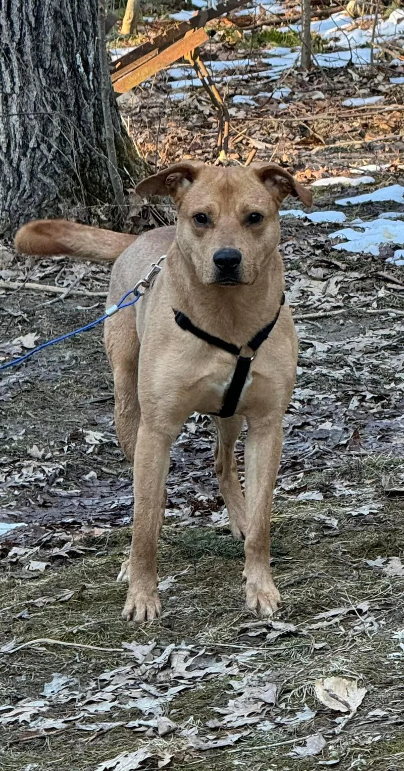 An adult medium-sized male Brown / Chocolate Mixed Breed dog named Topaz for adoption in Vassalboro, ME
