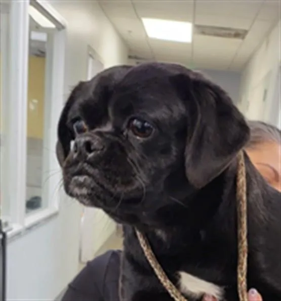 A young small-sized female Pug dog named Sparrow for adoption in Los Angeles, CA