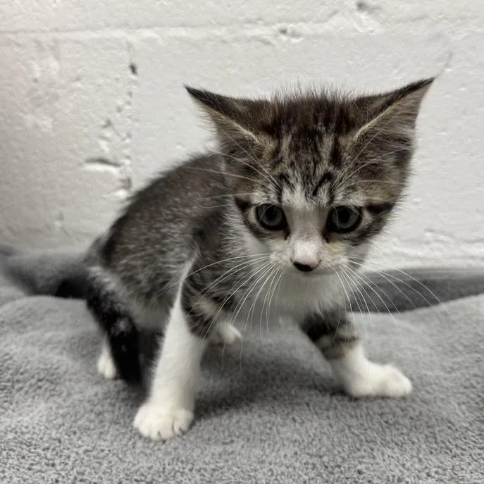 A baby small-sized female Brown / Chocolate Domestic Short Hair cat named Peach for adoption in Saint Louis, MO
