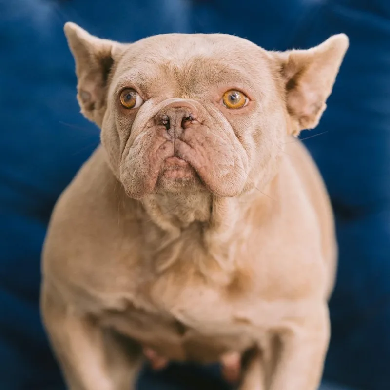 An adult small-sized female French Bulldog dog named Kaycee for adoption in Zionsville, IN