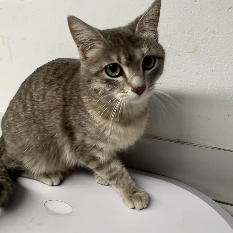An adult medium-sized female Gray / Blue / Silver Domestic Short Hair cat named Cissie for adoption in St. Louis, MO