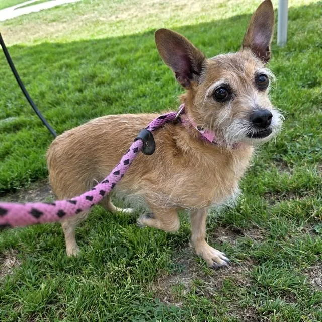 An adult small-sized female Terrier dog named Poinsettia for adoption in Long Beach, CA