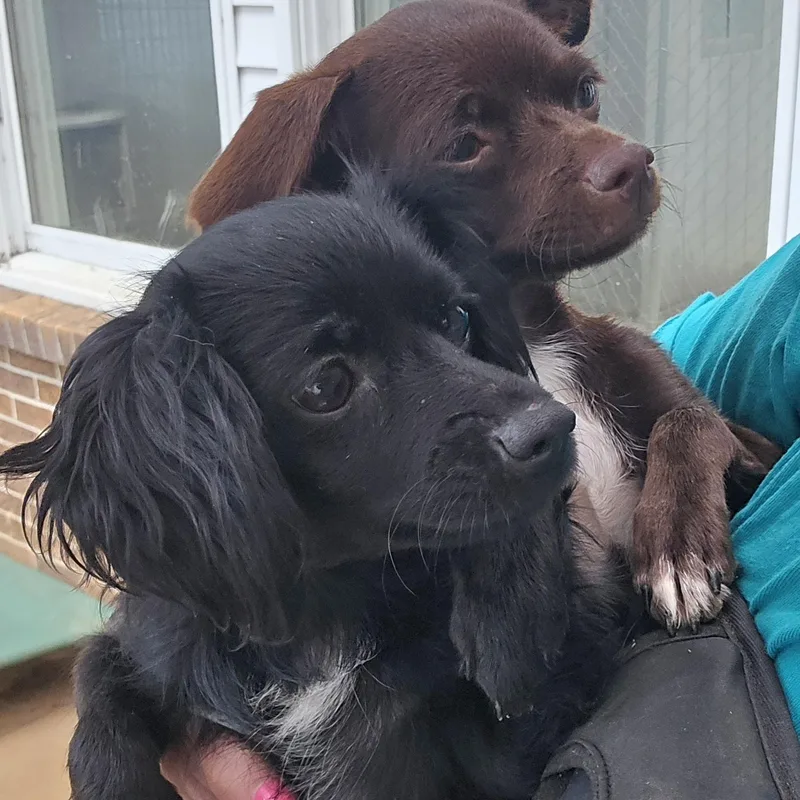 A young small-sized female Black Miniature Poodle dog named Dixie for adoption in Athens, AL
