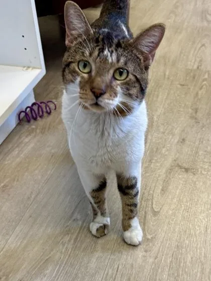 An adult medium-sized male Domestic Short Hair cat named Carl for adoption in Downers Grove, IL