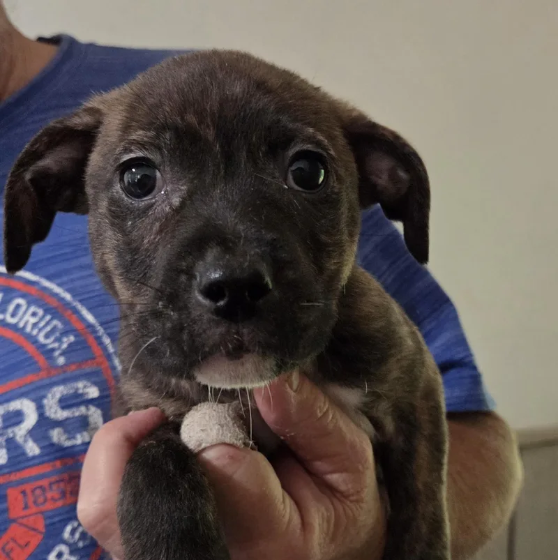 A baby medium-sized male Brindle Mixed Breed dog named Camper for adoption in Gainesville, FL