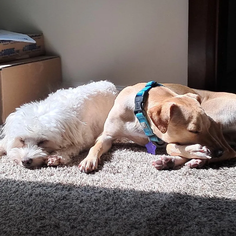 Quesadilla thumbnail 2