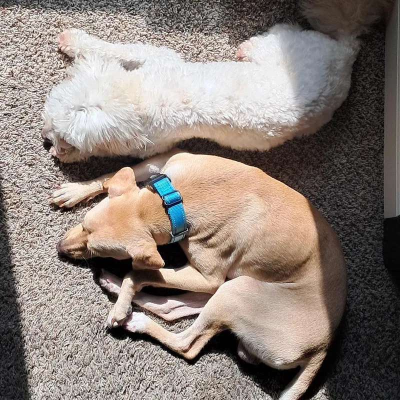 Quesadilla thumbnail 3