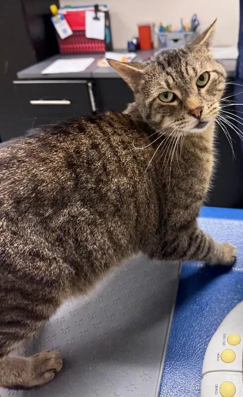 An adult medium-sized male Domestic Short Hair cat named Smiley for adoption in Yankton, SD