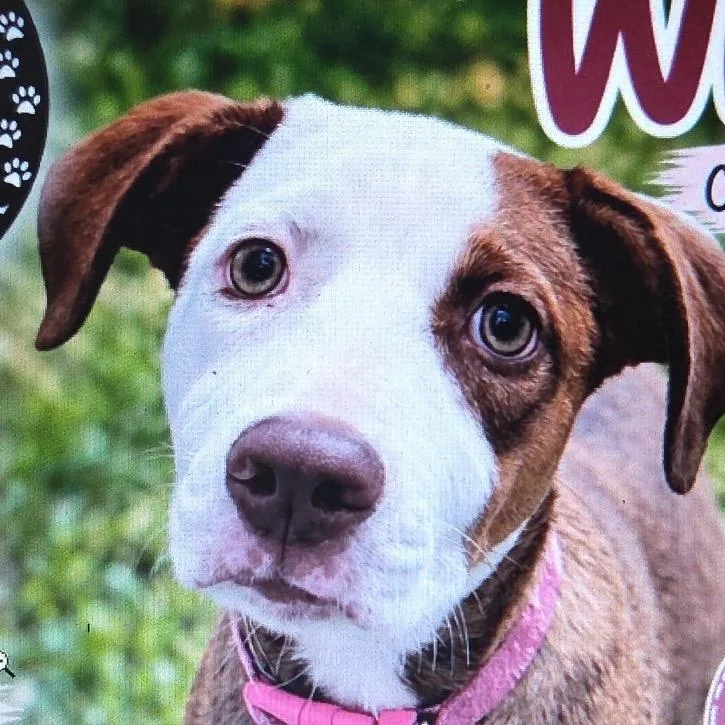 A baby medium-sized female Brown / Chocolate Catahoula Leopard Dog dog named Berdie for adoption in Greenfield, IN