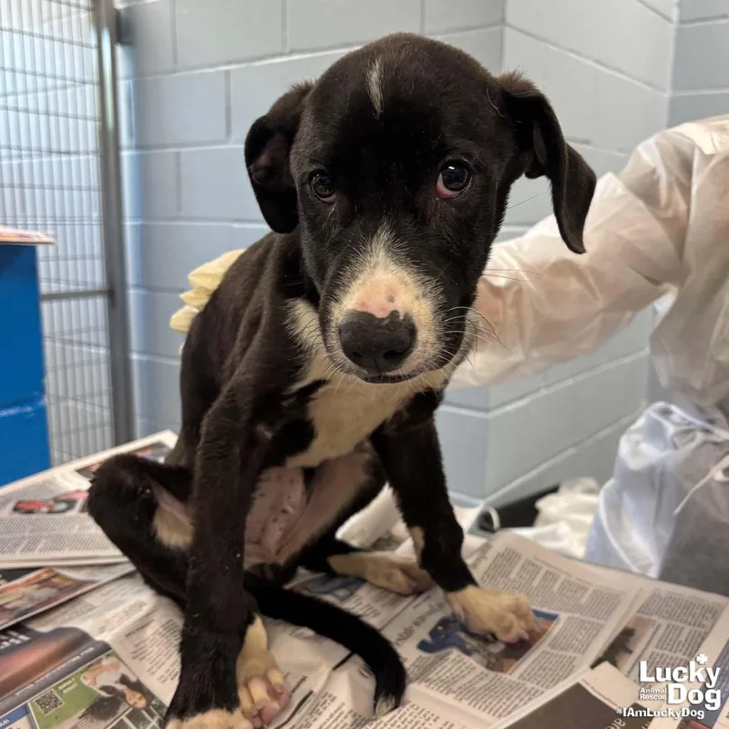 A baby large-sized male Labrador Retriever dog named Bonjo for adoption in Washington, DC