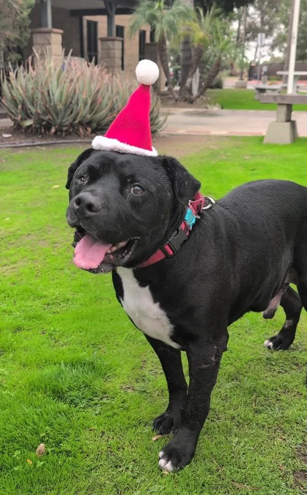 A senior large-sized male Pit Bull Terrier dog named Radley for adoption in Escondido, CA