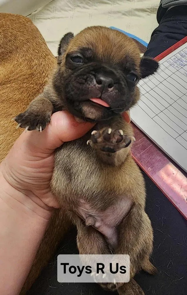 A baby medium-sized male Tricolor (Brown, Black, & White) Mixed Breed dog named Toys R Us for adoption in Clinton Township, MI
