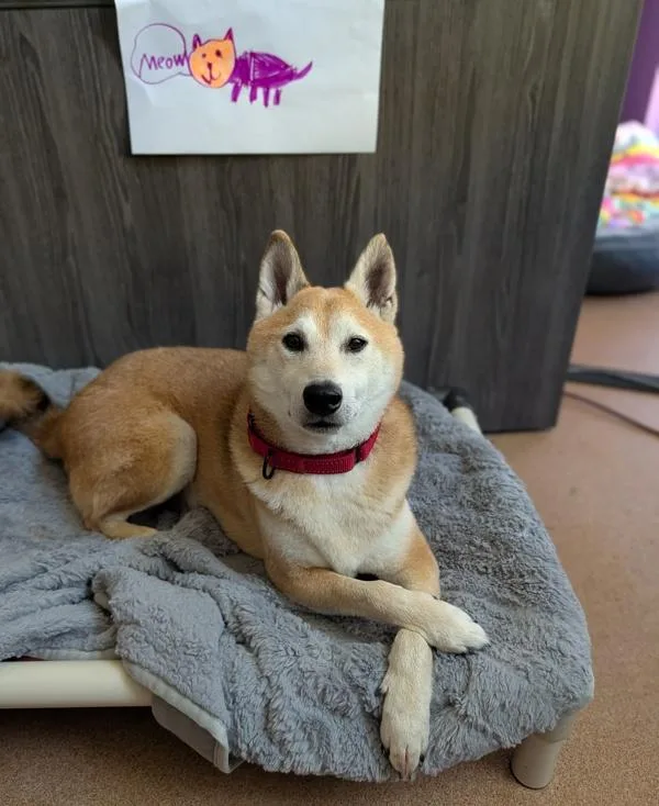 An adult medium-sized male Shiba Inu dog named Tom Nook for adoption in Santa Rosa, CA