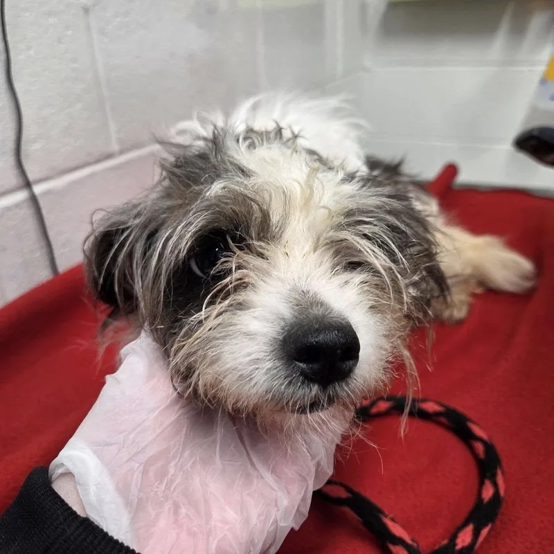 A senior small-sized female Gray / Blue / Silver Shih Tzu dog named Flora for adoption in Rockville, MD