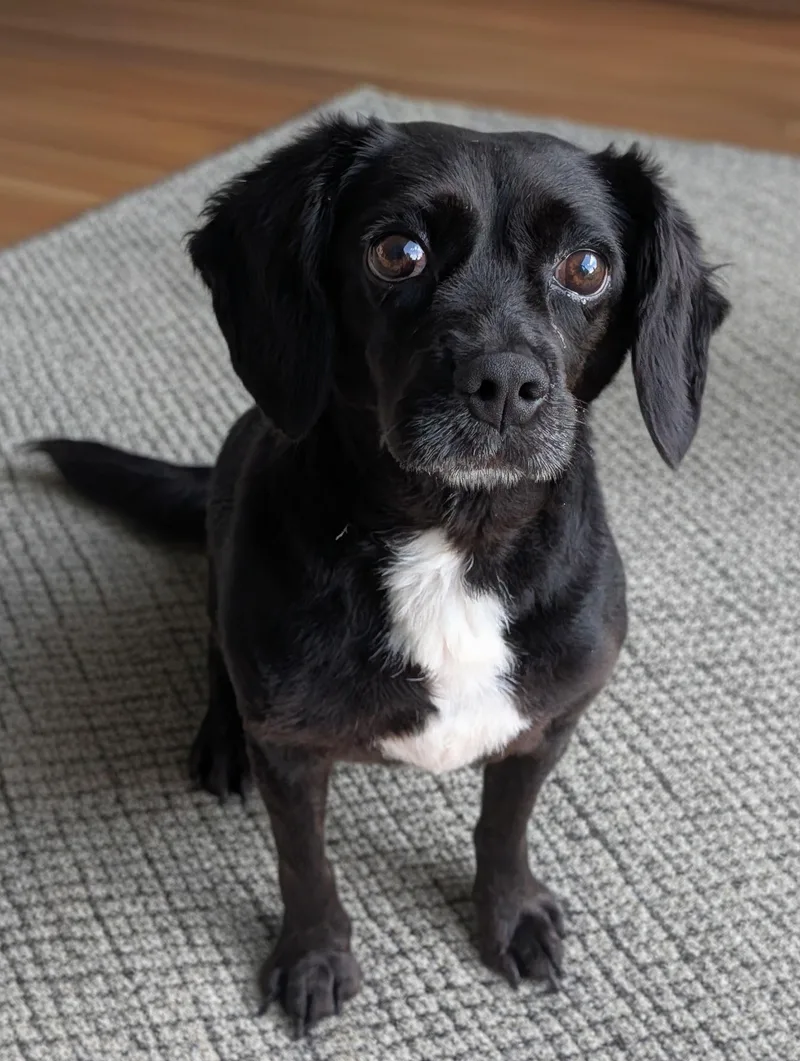 An adult small-sized male Black Dachshund dog named Rollie Pollie for adoption in Baton Rouge, LA