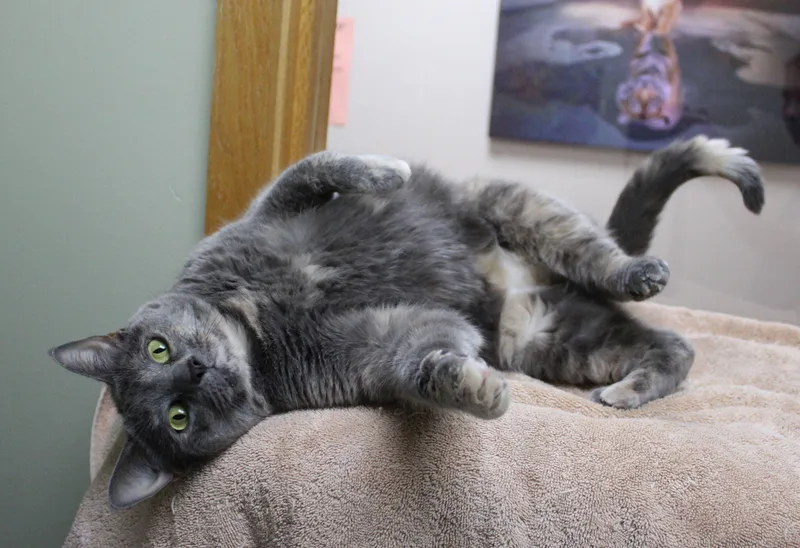 An adult medium-sized female Dilute Tortoiseshell cat named Chanel for adoption in Portage, WI