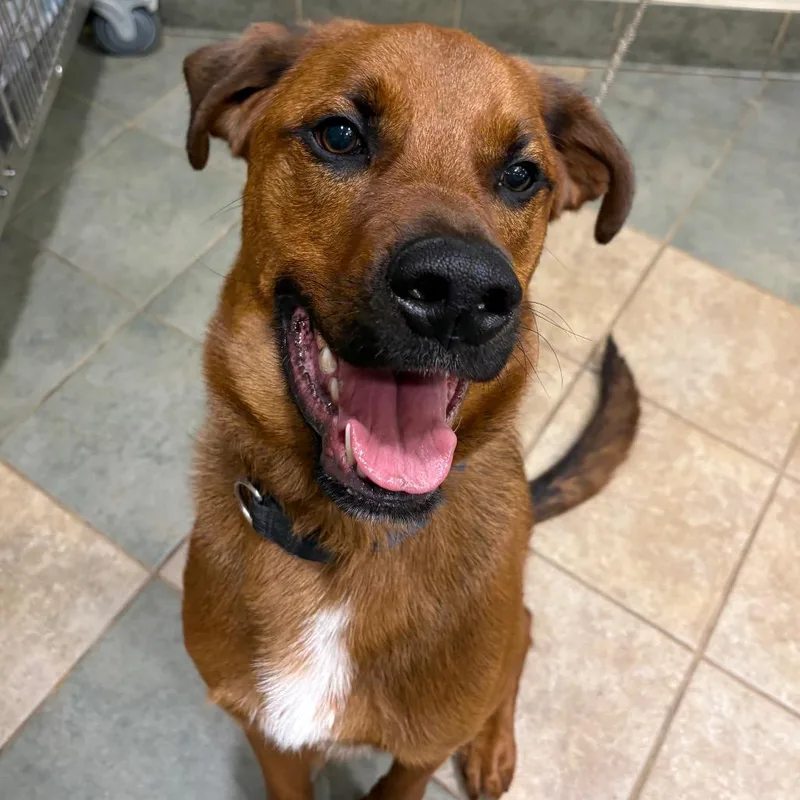 Gazpacho thumbnail 3