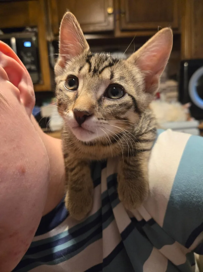 A baby medium-sized female Torbie Domestic Short Hair cat named Angel for adoption in Mount Vernon, OH