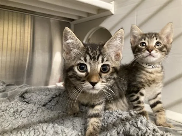 A baby small-sized male Domestic Medium Hair cat named Dale for adoption in Tustin, CA