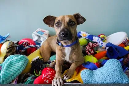 Chester thumbnail 2