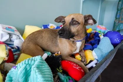 Chester thumbnail 3