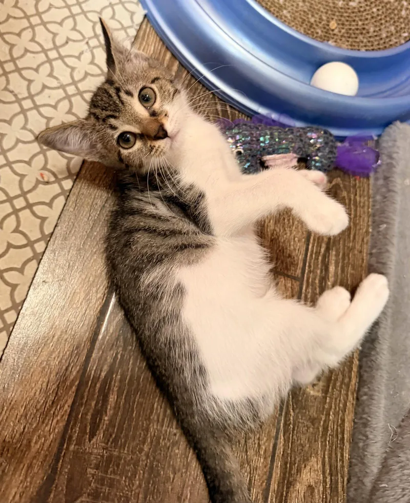 A baby medium-sized female Domestic Short Hair cat named Marie for adoption in Orlando, FL