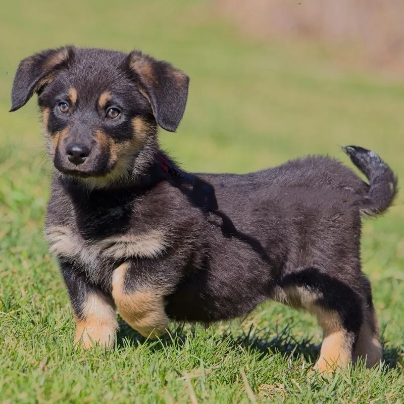 Panda Bear thumbnail 2