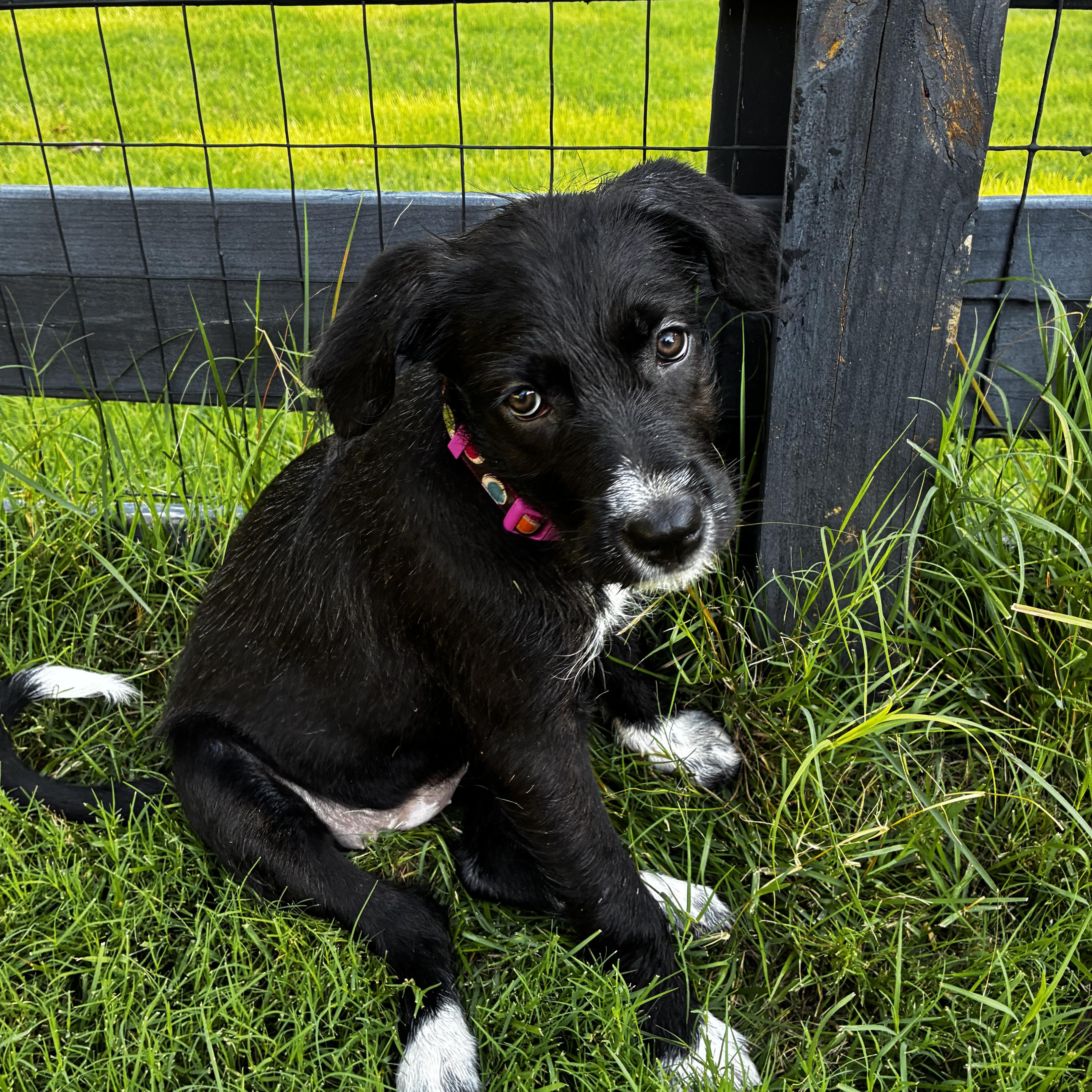 A baby medium-sized female German Shorthaired Pointer dog named Vanessa for adoption in Cordova, TN