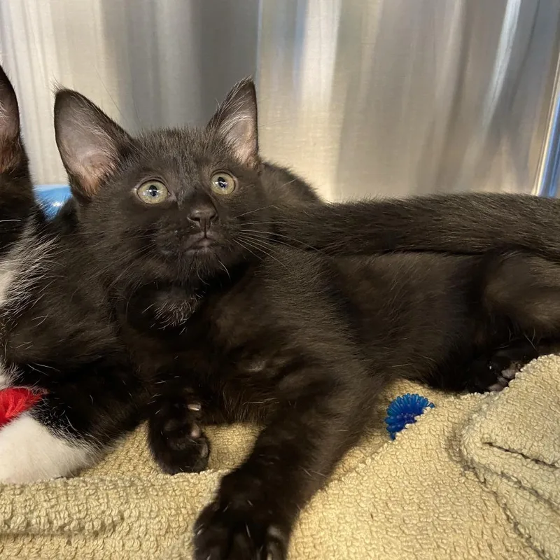 A baby small-sized male Black Domestic Short Hair cat named Parker for adoption in Washington Township, OH
