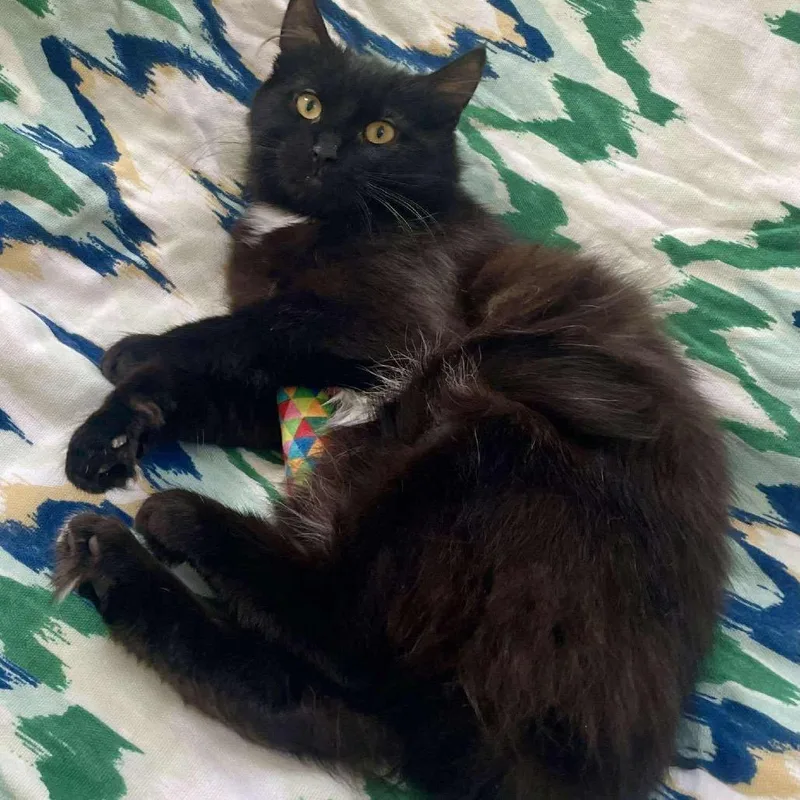 A young small-sized male Black Domestic Medium Hair cat named Toto for adoption in Philadelphia, PA