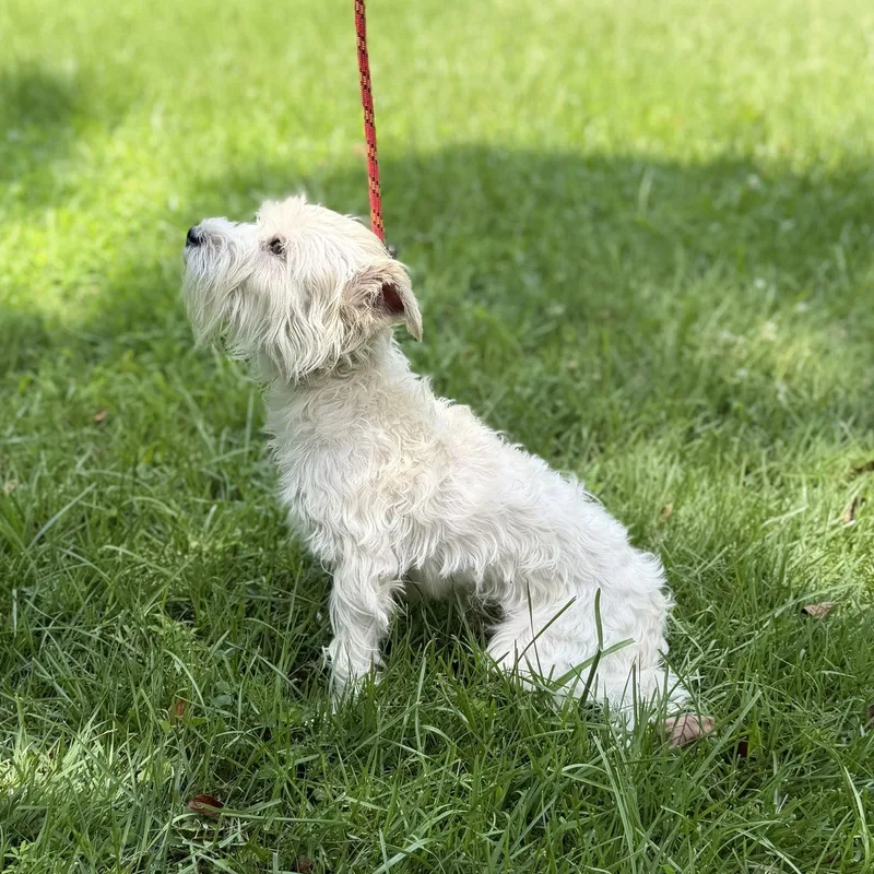 An adult small-sized male Schnauzer dog named Milo Boo for adoption in Locust Fork, AL