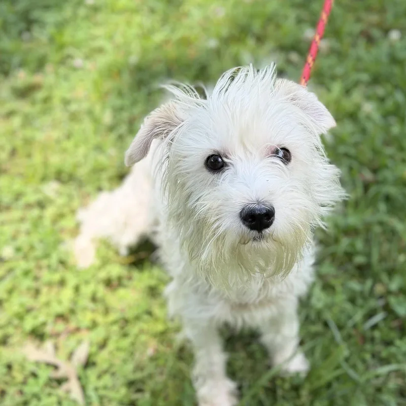 Milo Boo thumbnail 2