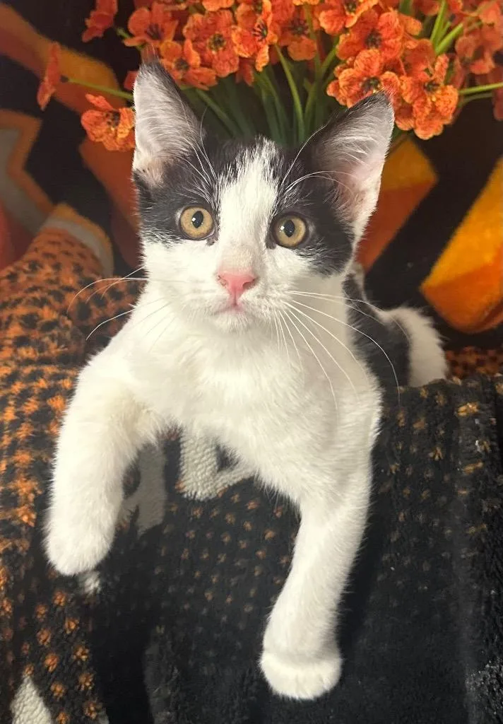 A baby small-sized male Domestic Short Hair cat named Freckles for adoption in Stillwater, OK