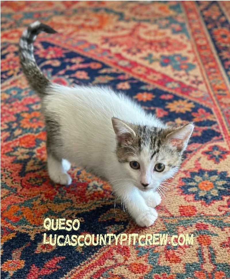 A baby medium-sized male White Tabby cat named Queso for adoption in Toledo, OH