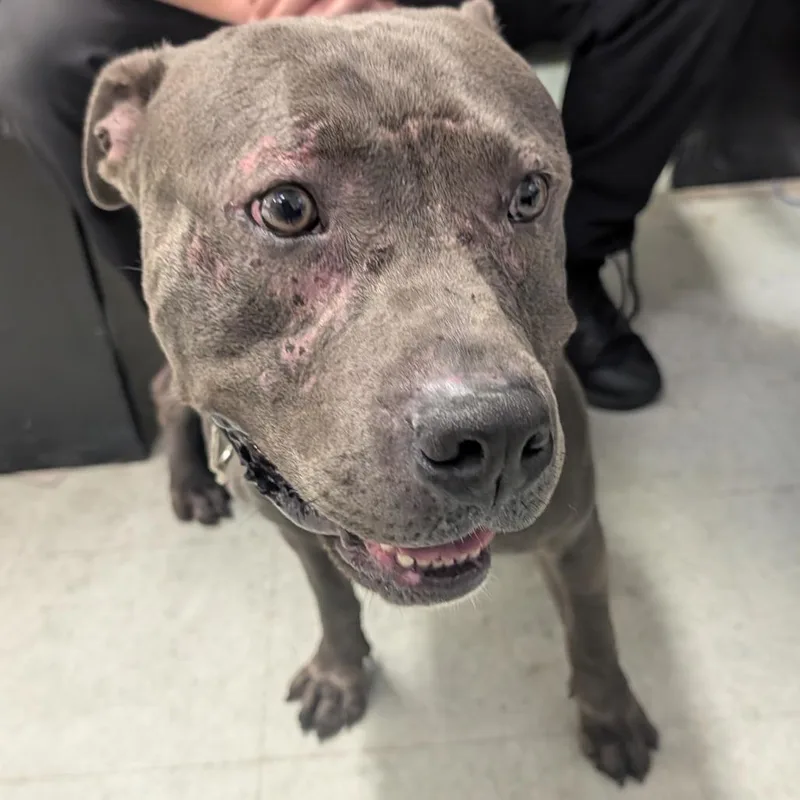 An adult medium-sized male Gray / Blue / Silver Mixed Breed dog named Yagami for adoption in Philadelphia, PA