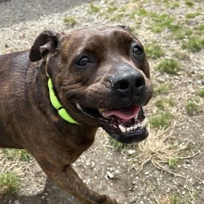 An adult medium-sized male Pit Bull Terrier dog named Tucker for adoption in Worcester, MA