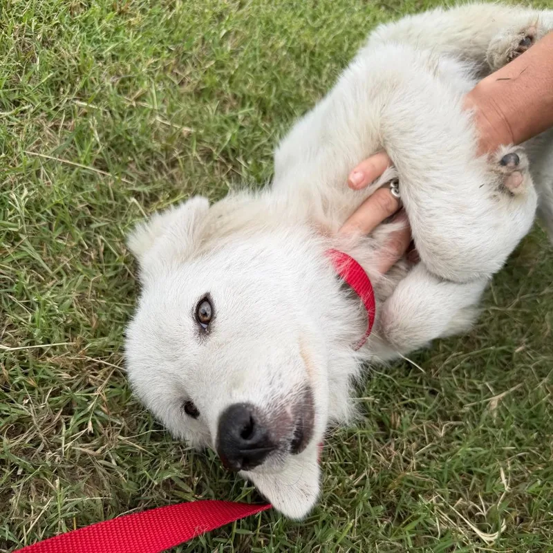 A baby medium-sized female Great Pyrenees dog named Lizzy for adoption in Glen Rose, TX