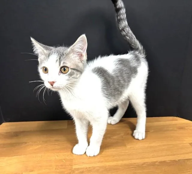 A baby medium-sized male Gray & White Domestic Short Hair cat named Culver Stockton for adoption in Hawk Point, MO
