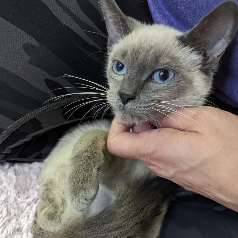 Valentino thumbnail 2