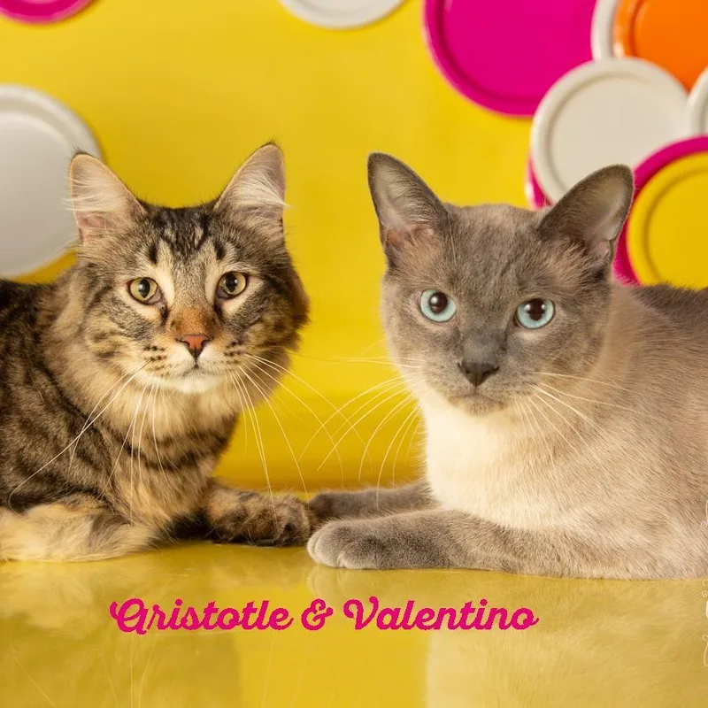 Valentino thumbnail 4