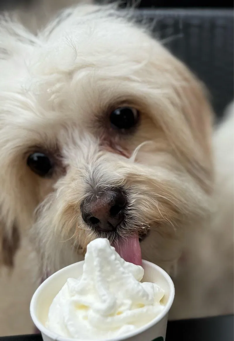 An adult small-sized female White / Cream Poodle dog named Silk for adoption in Shingle Springs, CA