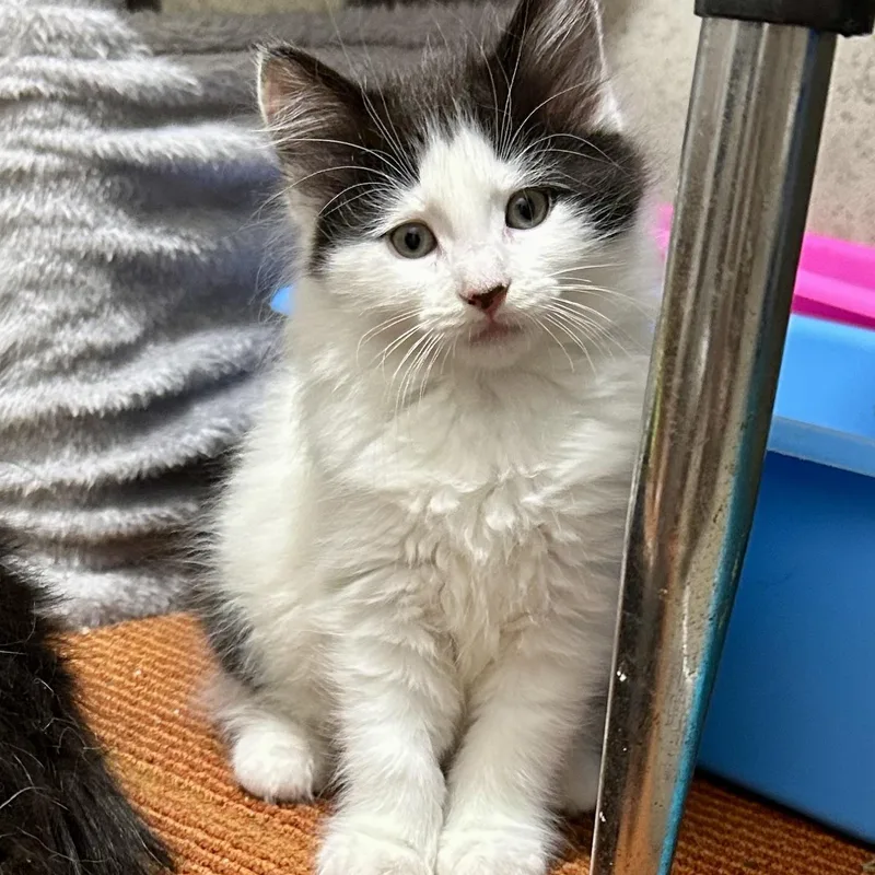 A baby medium-sized female Domestic Long Hair cat named Katmai for adoption in Warwick, RI